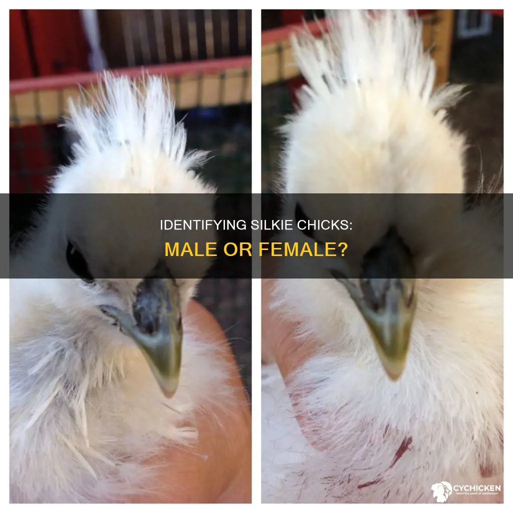 how to tell if silkie chick is male or female