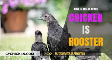 Identifying Young Roosters: Key Signs to Spot Early On