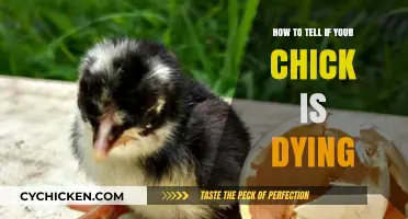 Signs Your Chick is in Distress: How to Tell if It's Dying