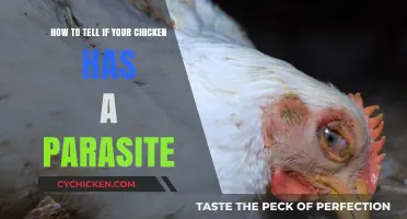 Spotting Parasites in Your Chicken: What to Look For