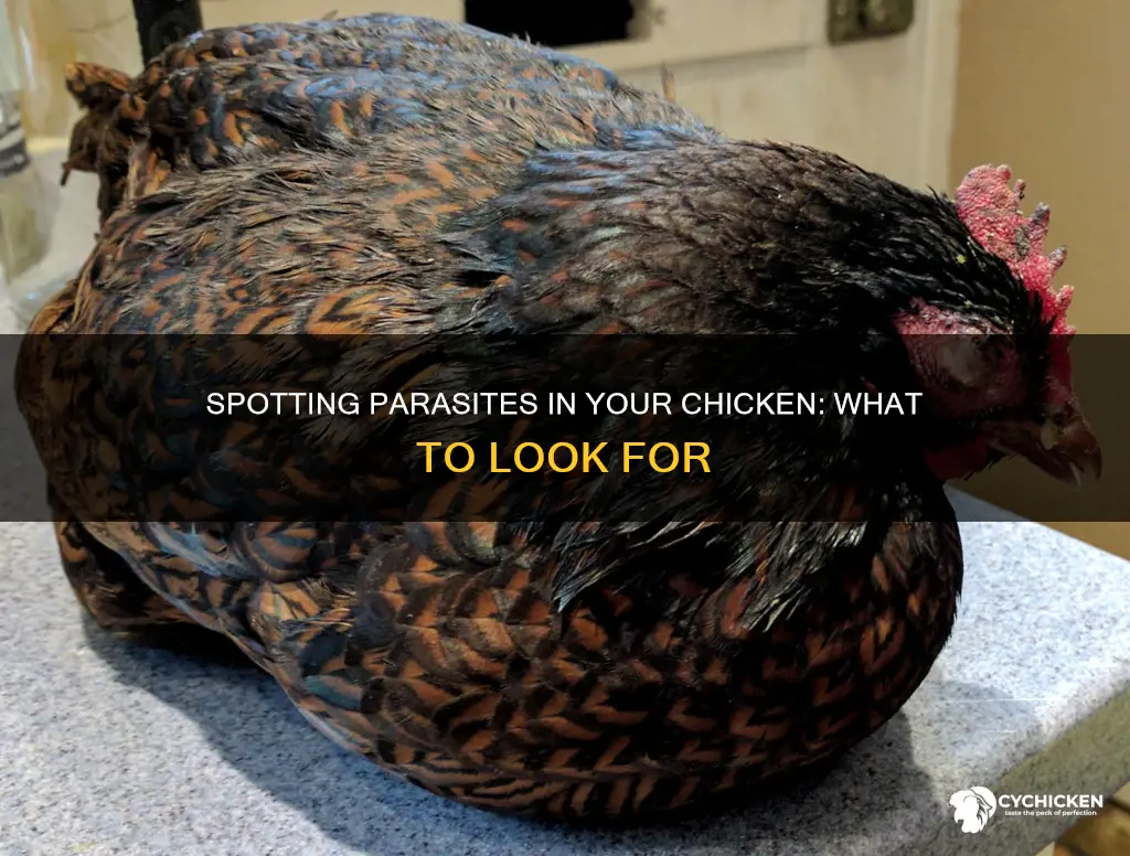 how to tell if your chicken has a parasite