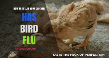 Spotting Bird Flu in Your Chicken