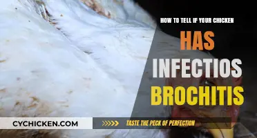 Spotting Infectious Brochitis in Your Chicken