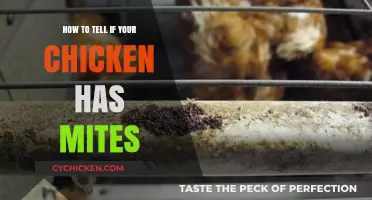 Spotting Mites on Chickens: Signs, Symptoms, and Solutions for Healthy Flocks