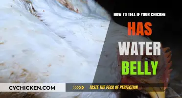 Recognizing Water Belly in Chickens: What to Look For