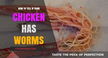 Spotting Chicken Worms: Signs, Symptoms, and Treatment Tips for Poultry Owners