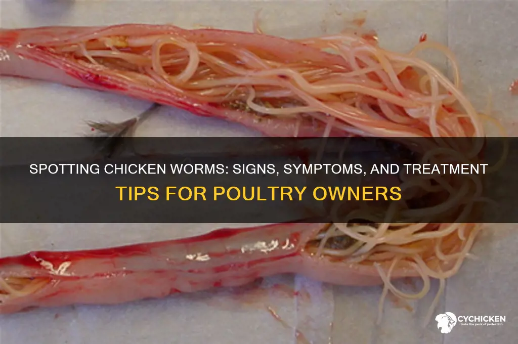 how to tell if your chicken has worms
