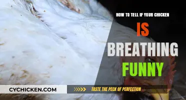 Is Your Chicken Breathing Funny? Here's How to Tell