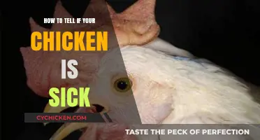 Spotting Sick Chickens: Essential Signs Every Poultry Owner Should Know