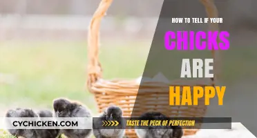Happy Chicks, Happy Flock: Signs Your Chicks Are Thriving