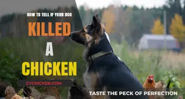 Signs Your Dog Killed a Chicken
