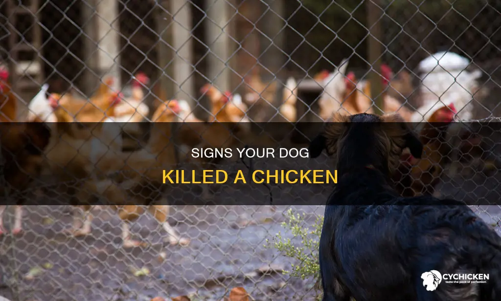 how to tell if your dog killed a chicken