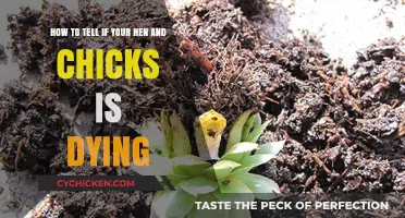 Recognizing When Your Hen and Chicks Need Help
