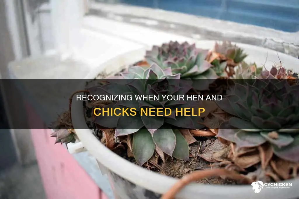 how to tell if your hen and chicks is dying