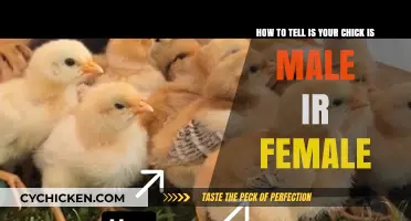 Determining Your Chick's Gender: Quick Tips