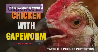 Signs Ivomec is Working on Gapeworm in Chickens