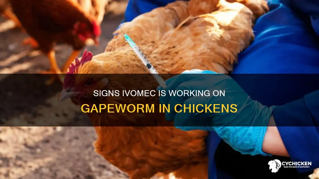 how to tell ivomec is working on chicken with gapeworm