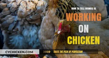 Monitoring Ivomec's Effectiveness in Treating Chickens: Signs to Watch For