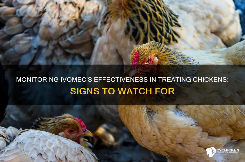 how to tell ivomec is working on chicken