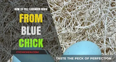 Identifying Lavender vs. Blue Chicks: A Simple Guide for Beginners