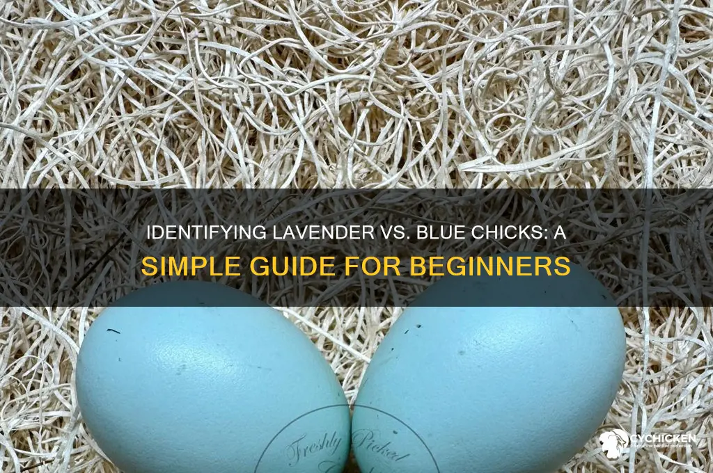 how to tell lavender chick from blue chick