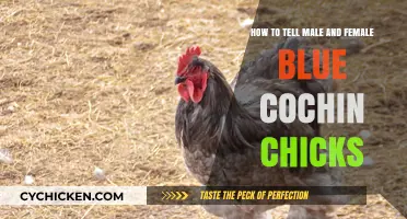 Identifying Male and Female Blue Cochin Chicks
