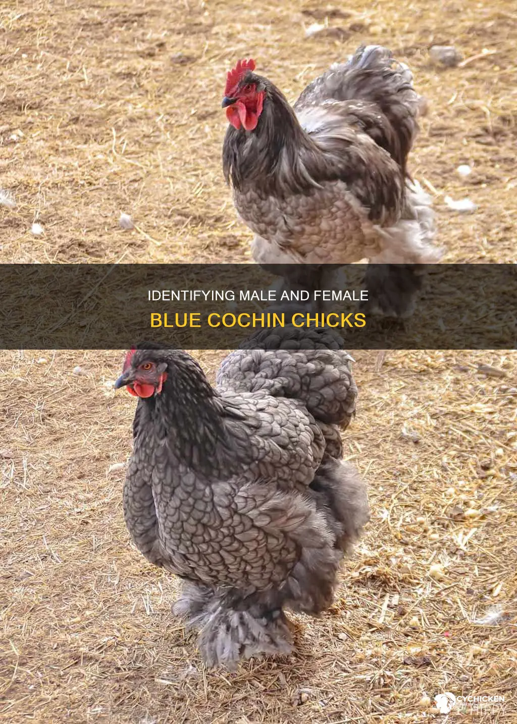 how to tell male and female blue cochin chicks