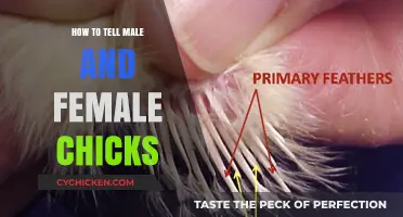 Identifying Chick Gender: Simple Tips to Tell Male and Female Chicks