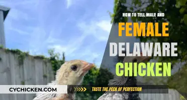 Identifying Male vs Female Delaware Chickens: A Simple Guide