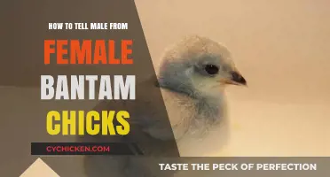 Identifying Bantam Chick Gender: Male vs Female Differences Explained