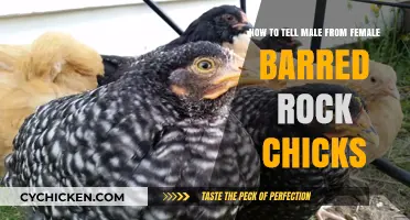 Identifying Barred Rock Chicks: Male or Female?