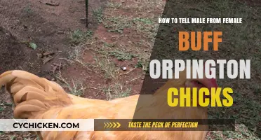 Spotting Male and Female Buff Orpingtons