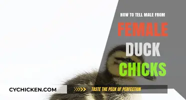 Identifying Duck Chick Gender: Male vs. Female Differences Explained