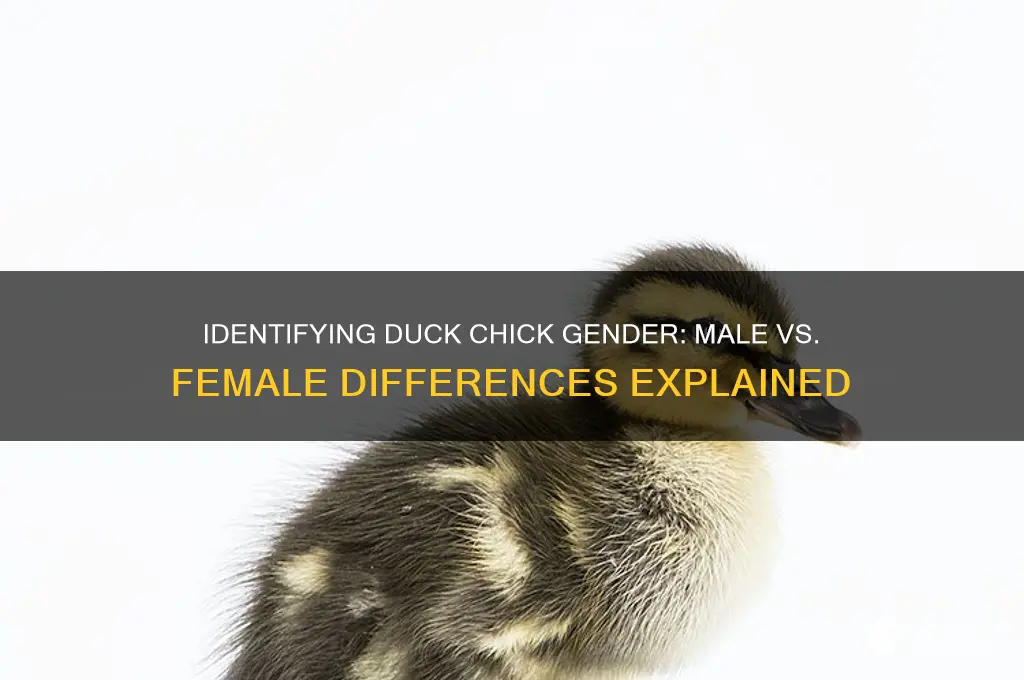 how to tell male from female duck chicks