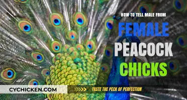 Identifying Peacock Chick Gender: Male vs Female Differences Explained