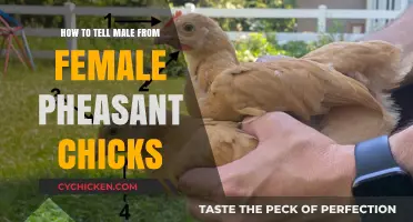 Identifying Male vs Female Pheasant Chicks: A Beginner's Guide