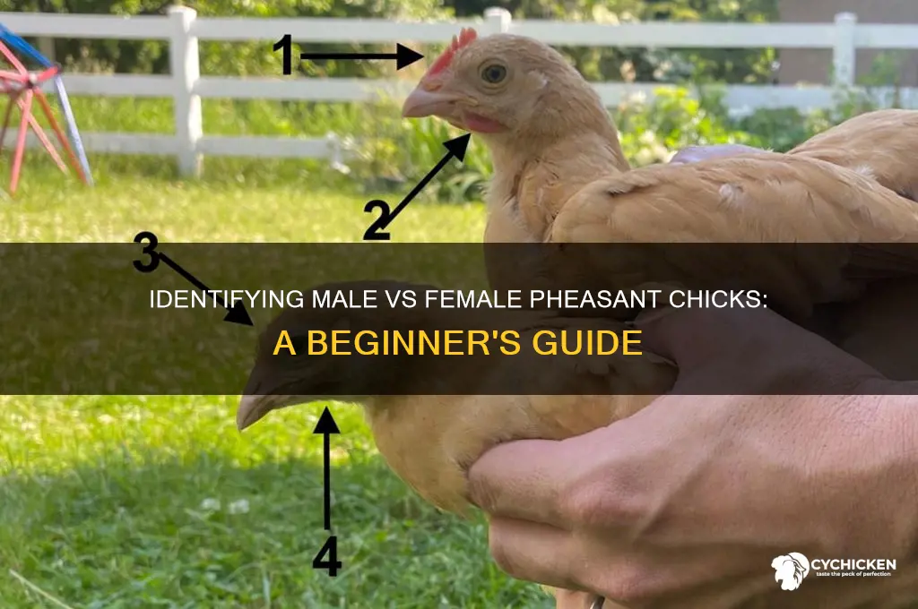 how to tell male from female pheasant chicks
