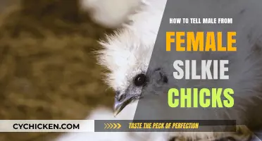 Identifying Silkie Chick Gender: Male vs Female Differentiation Guide