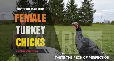 Identifying Gender in Turkey Chicks: A Beginner's Guide to Sexing