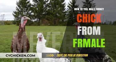 Identifying Male vs Female Turkey Chicks: A Beginner's Guide