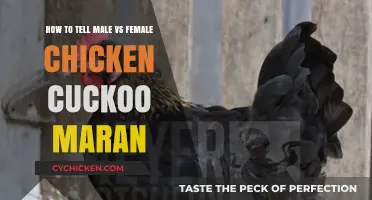Identifying Male and Female Cuckoo Marans