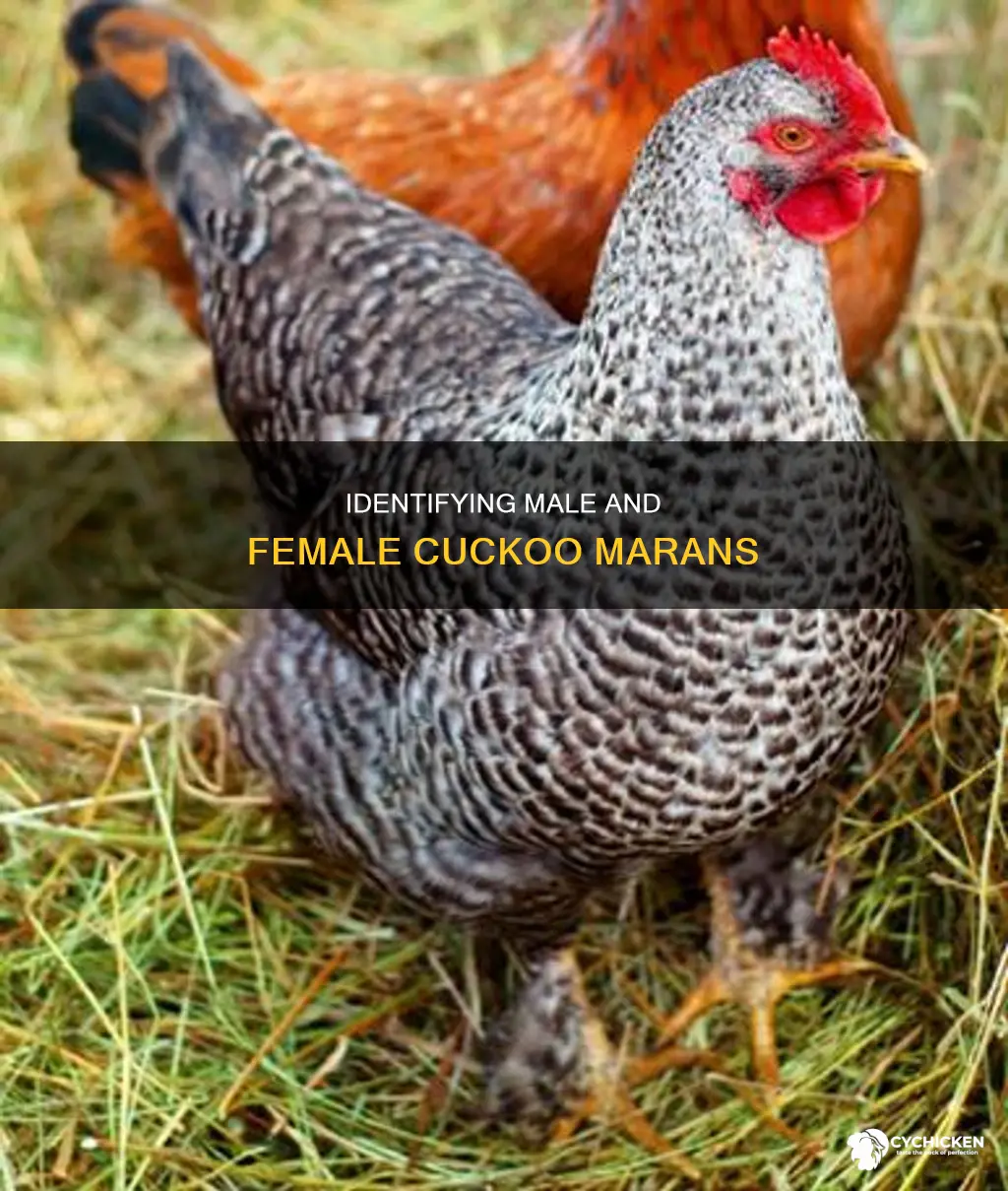how to tell male vs female chicken cuckoo maran