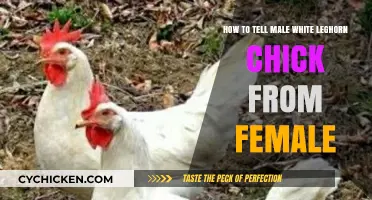 Differentiating Male and Female White Leghorn Chicks
