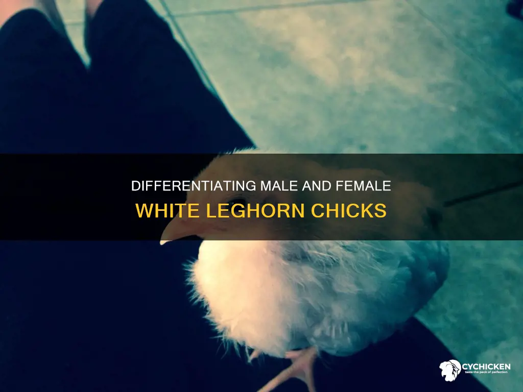 how to tell male white leghorn chick from female