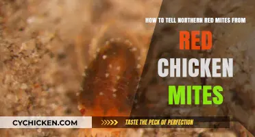 Spotting Northern Red Mites vs. Red Chicken Mites