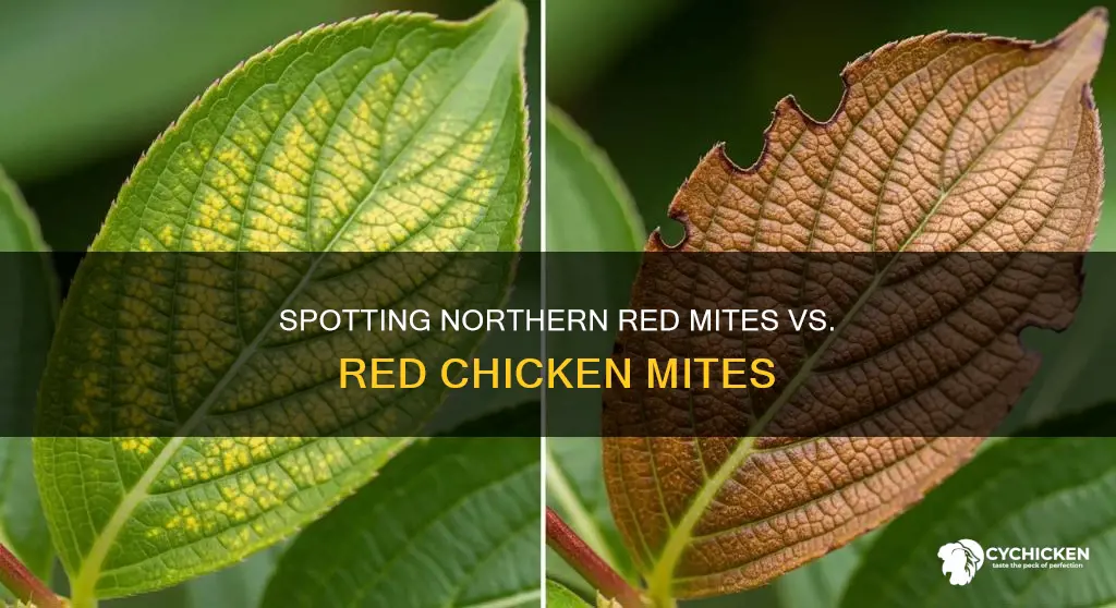 how to tell northern red mites from red chicken mites