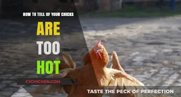 Are Your Chicks Too Hot? Here's How to Tell