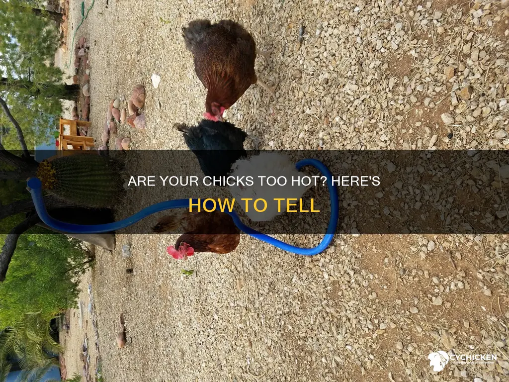 how to tell of your chicks are too hot
