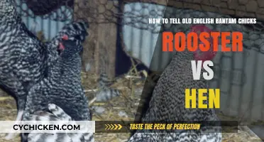 Identifying Bantam Chicks: Rooster or Hen?