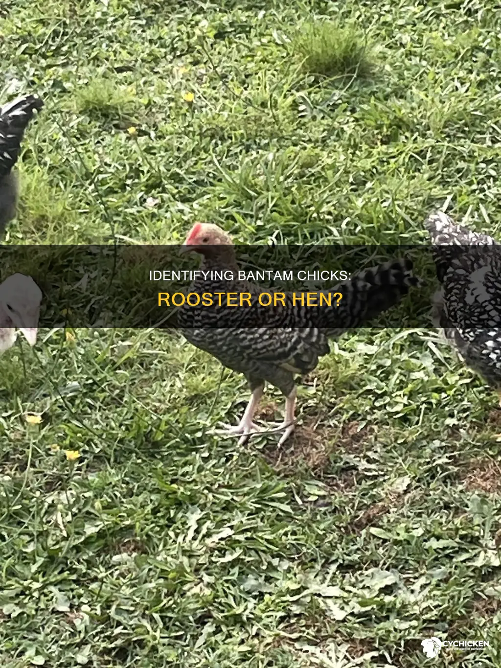 how to tell old english bantam chicks rooster vs hen